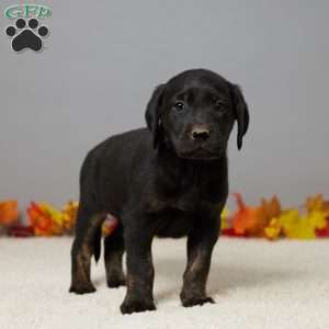 Leo, Black Labrador Retriever Puppy